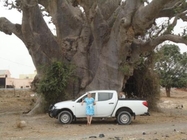 Баобаб. Сравнительные размеры.