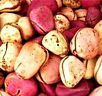 Орех Колы. Noix de Cola. Свежий Орех Колы. Noix de Cola. Свежий