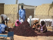 Сезон сбора урожая гибискуса