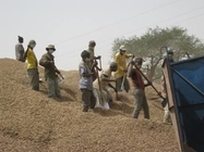 Выгрузка арахиса на места складирования сырья