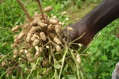 Комплексная переработка арахиса